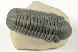 Detailed Reedops Trilobite - Nice Eye Preservation #204081-1